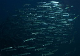 Thailand 2015 - Ko Tao - Barracuda a dents de scie - Sphyraena putnamiae _IMG_3711_rc